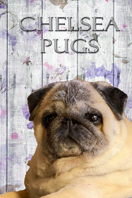 Chelsea Pugs12x18 Garden Flag-Penny